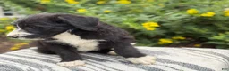 Mixed Breed dogs for sale: Gertie - Ad 4