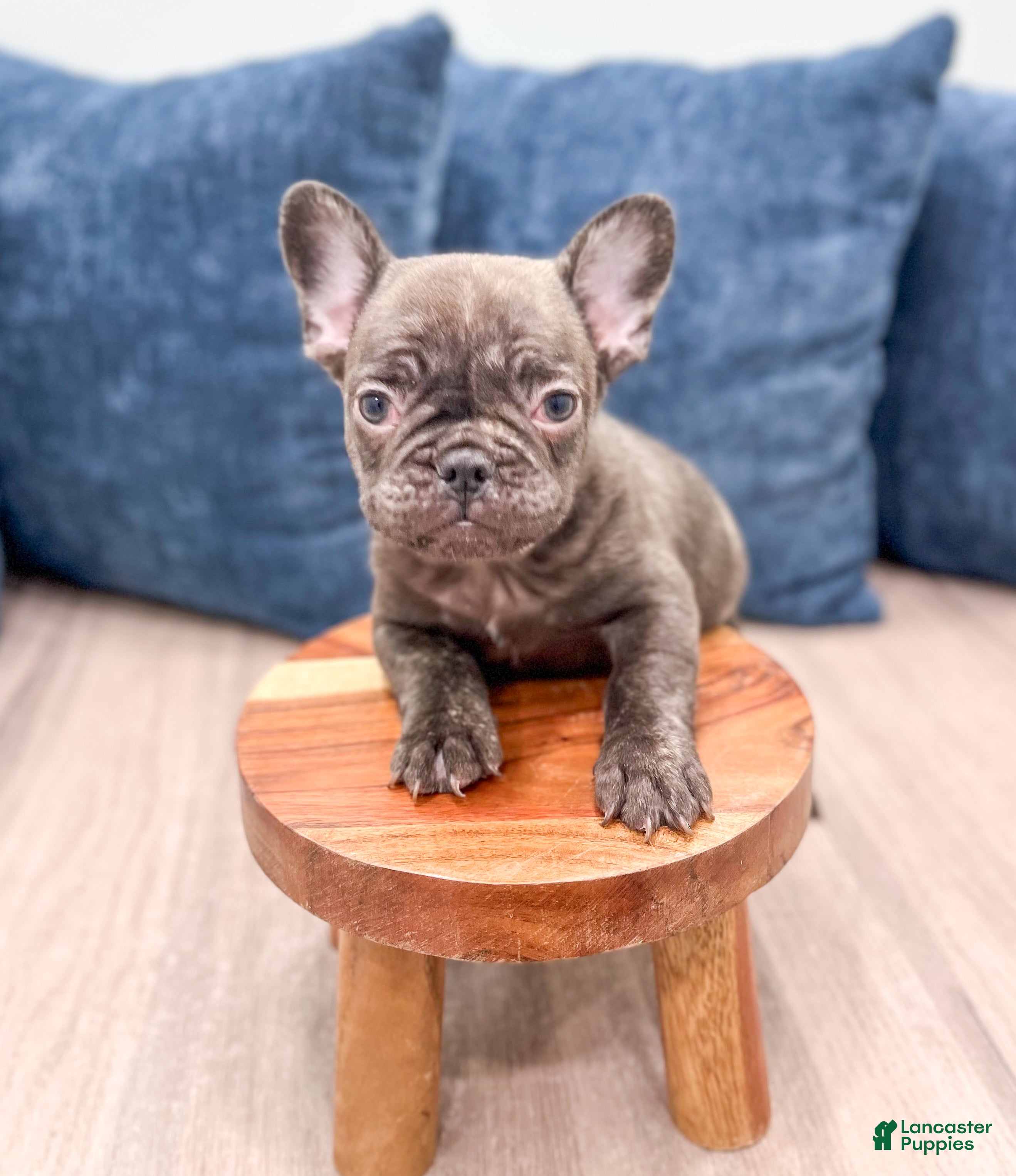 French Bulldog dogs for sale: Rolex - Ad 4