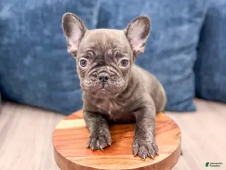 French Bulldog dogs for sale: Rolex - Ad 4