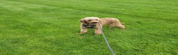 Mini Goldendoodle dogs for sale: Maria - Ad 9