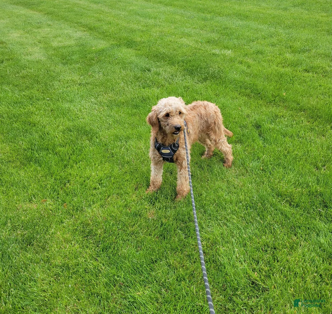 Mini Goldendoodle dogs for sale: Maria - Ad 9