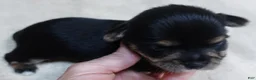 Yorkshire Terrier dogs for sale: Noodles - Ad 7