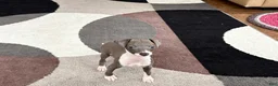 Italian Greyhound dogs for sale: Anna  - Ad 10