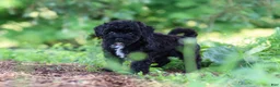 Havapoo dogs for sale: Riley - Ad 9