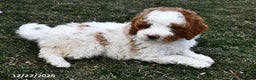 Mini Goldendoodle dogs for sale: Lacy - Ad 4