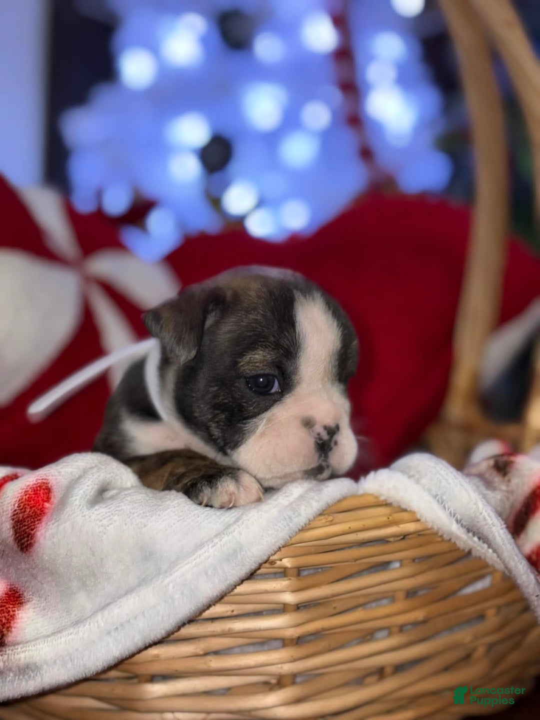 English Bulldog dogs for sale: Toffee - Ad 6