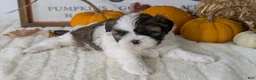Shih Tzu dogs for sale: Koko - Ad 8