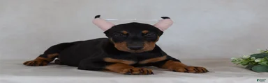 Sammy