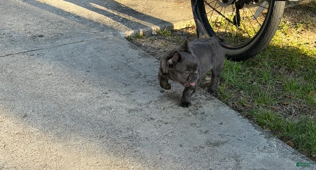 French Bulldog dogs for sale: French Bulldog Puppy 1 - Ad 2