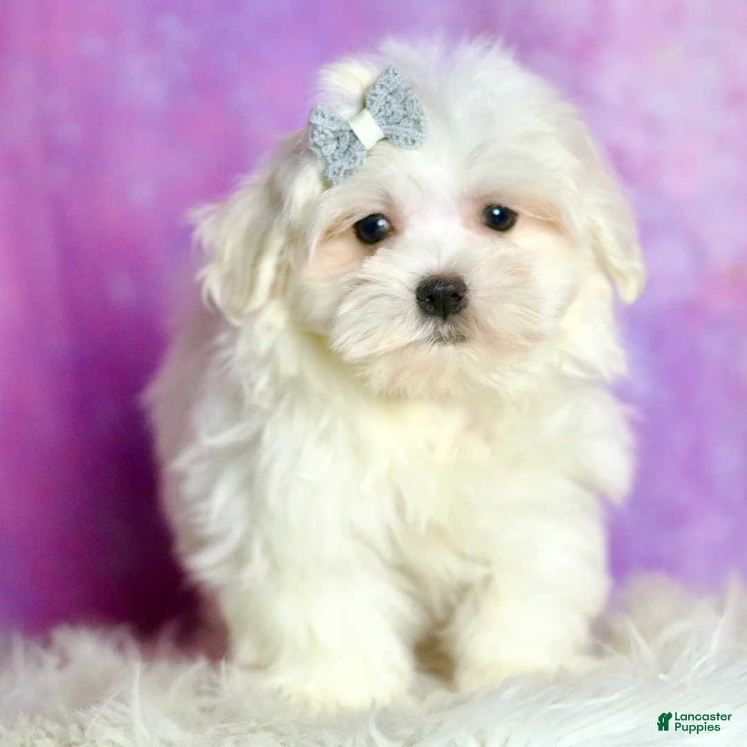 Maltese dogs for sale: Marshmellow AKC - Ad 2