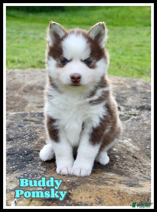 Pomsky dogs Buddy - Ad 1