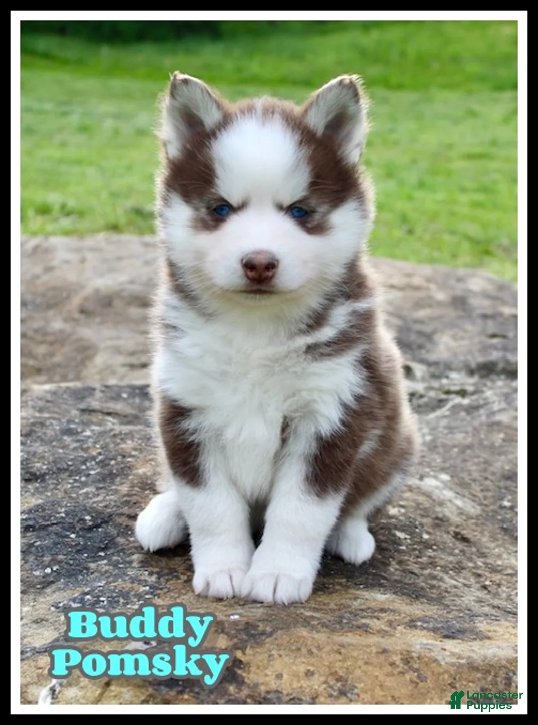 Pomsky dogs for sale: Buddy - Ad 1