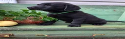 Labrador Retriever dogs for sale: Maggie - Ad 3