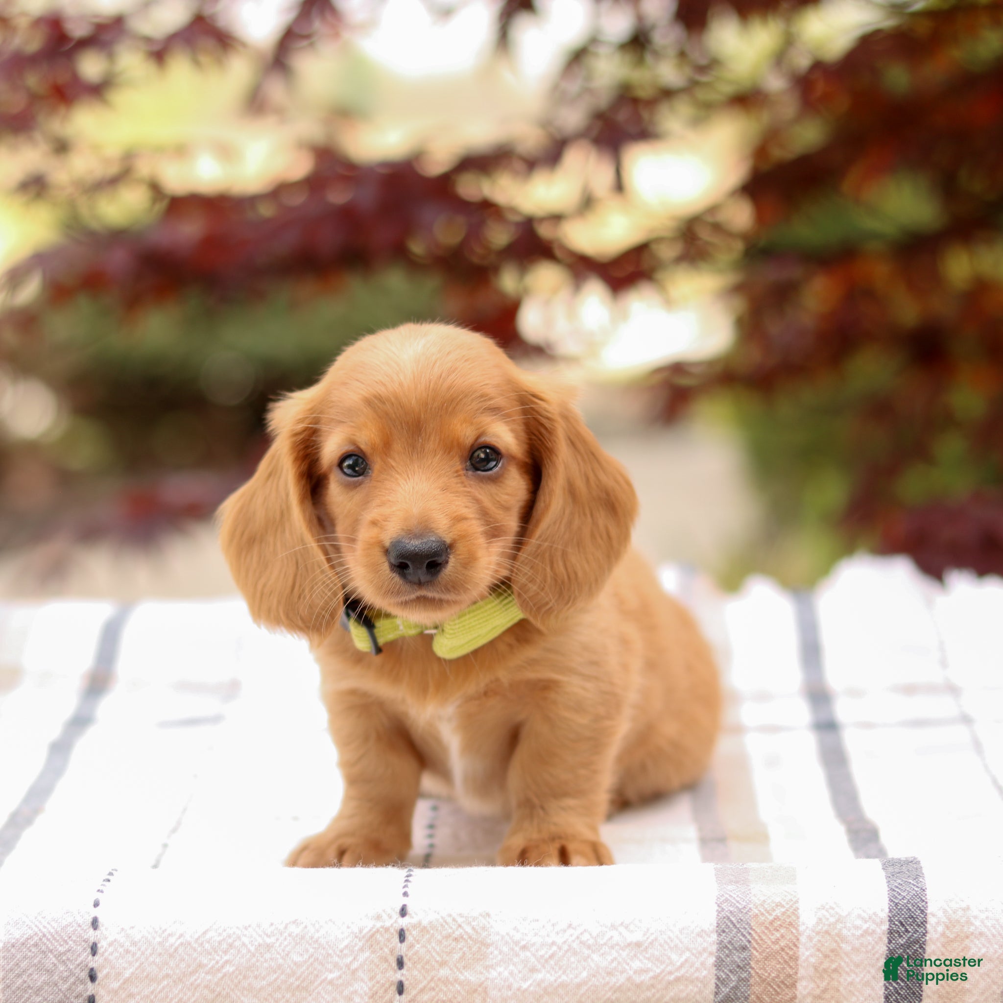 Miniature Dachshund dogs Kodiak - Ad 2