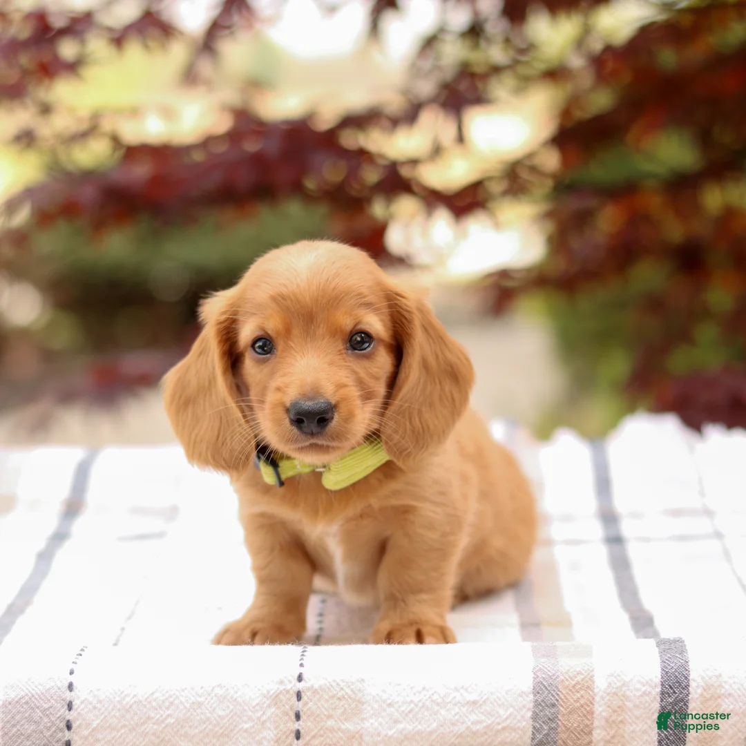 Miniature Dachshund dogs for sale: Kodiak - Ad 2