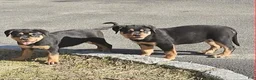 Rottweiler dogs for sale: Rottweiler 1 - Ad 4