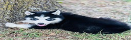 Siberian Husky dogs for sale: Siberian Husky Puppy 1 - Ad 8