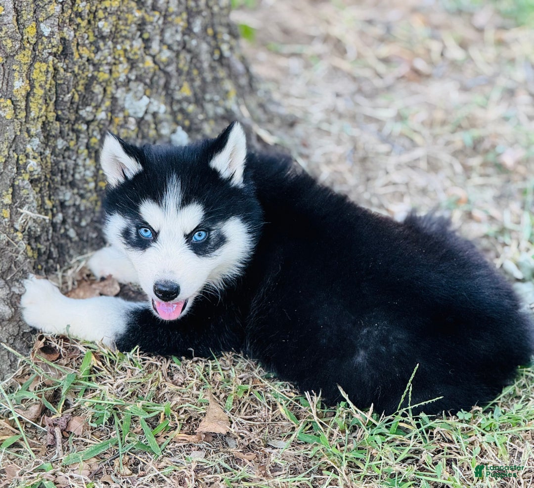 Siberian Husky dogs for sale: Siberian Husky Puppy 1 - Ad 8