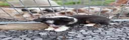Border Collie dogs for sale: LEA - Ad 9