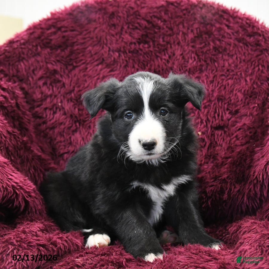 Border Collie dogs Roxy - Ad 2