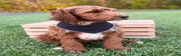 Irish Doodle dogs for sale: Cody - Ad 21