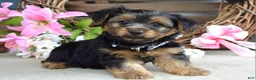 Yorkshire Terrier dogs for sale: Marshall - Ad 3