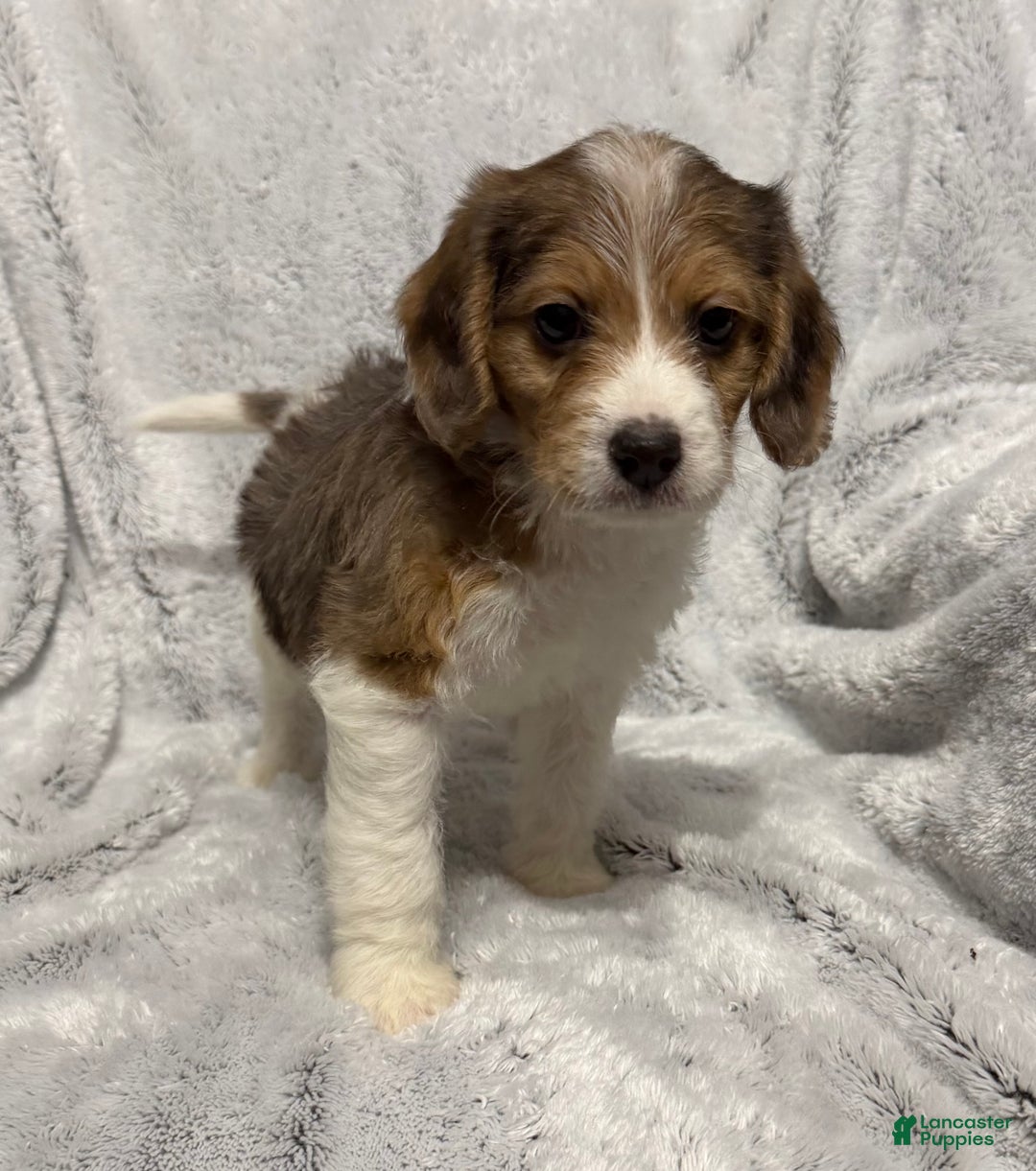 Mixed Breed dogs for sale: Cash - Ad 4