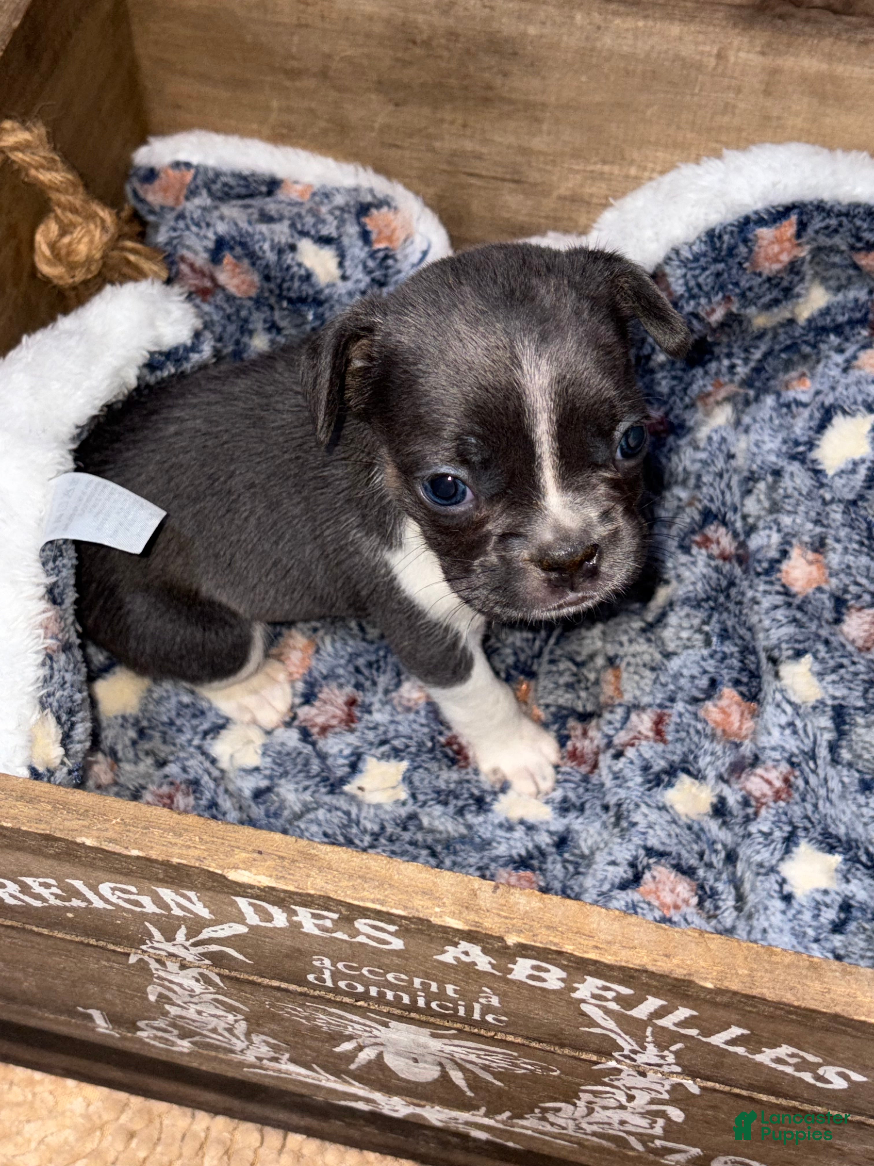 French Bulldog dogs Snow white Female - Ad 41