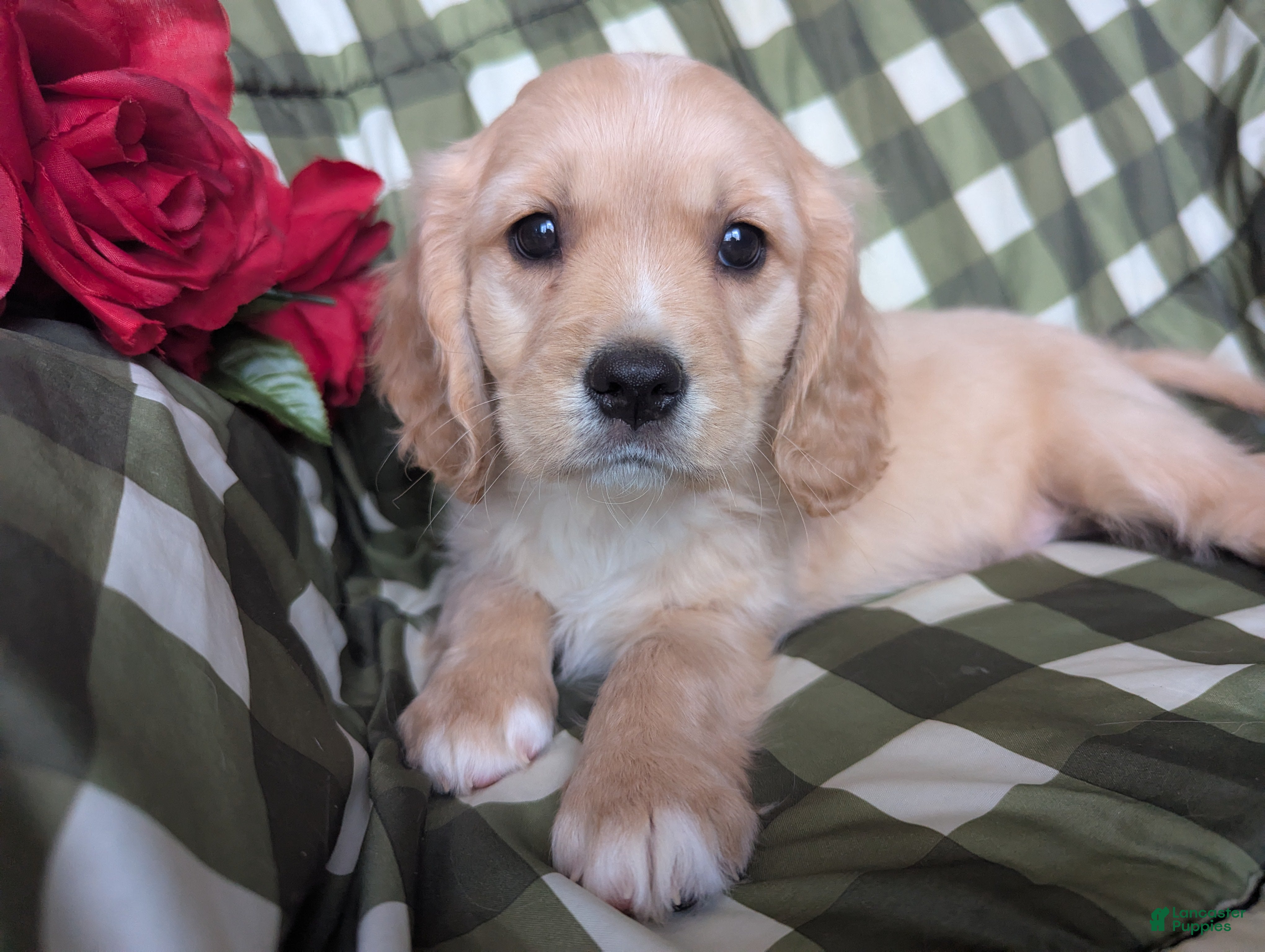 Mixed Breed dogs Deputy - Ad 2