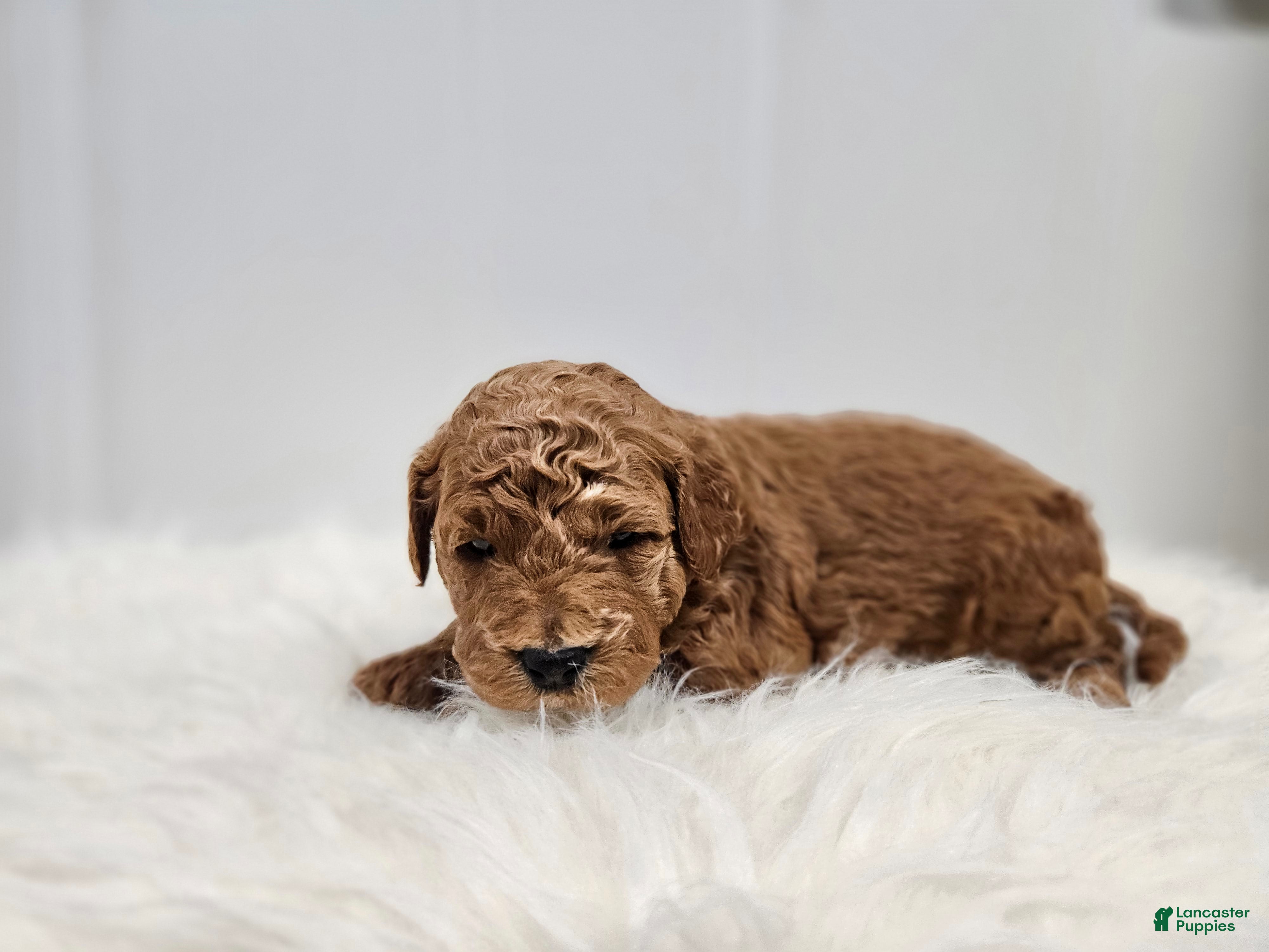 Mini Goldendoodle dogs for sale: Ollie - Ad 1
