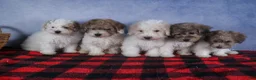 Bichpoo dogs for sale: Sweetheart - Ad 21