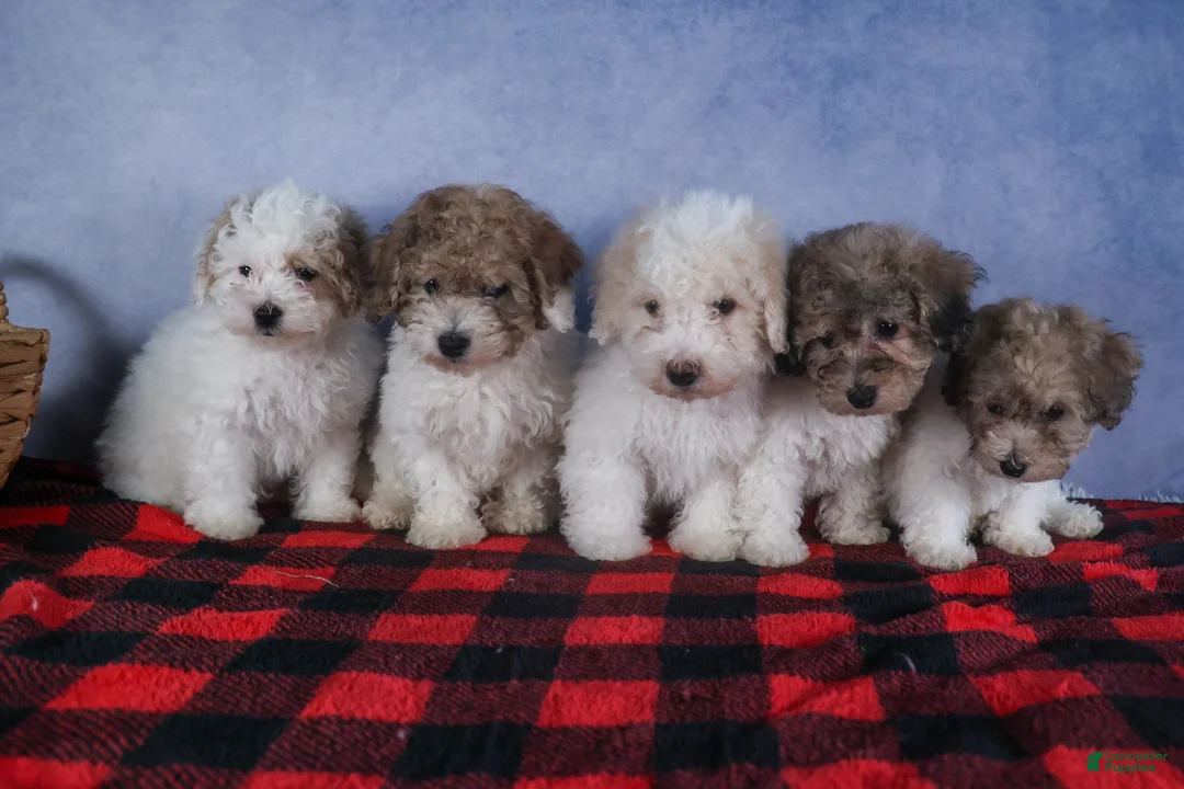 Bichpoo dogs for sale: Sweetheart - Ad 21