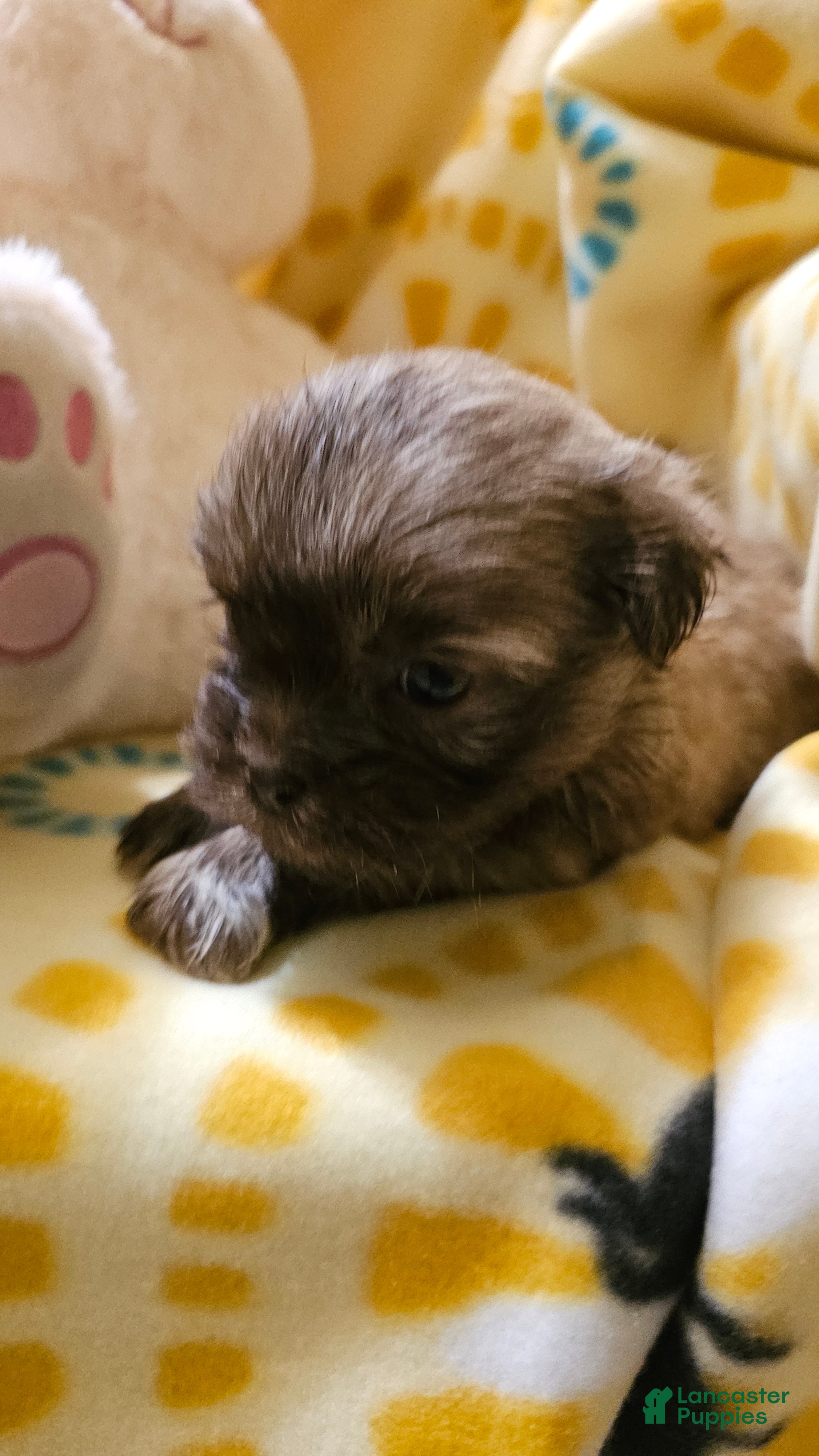 Shih Tzu dogs Candi - Ad 2