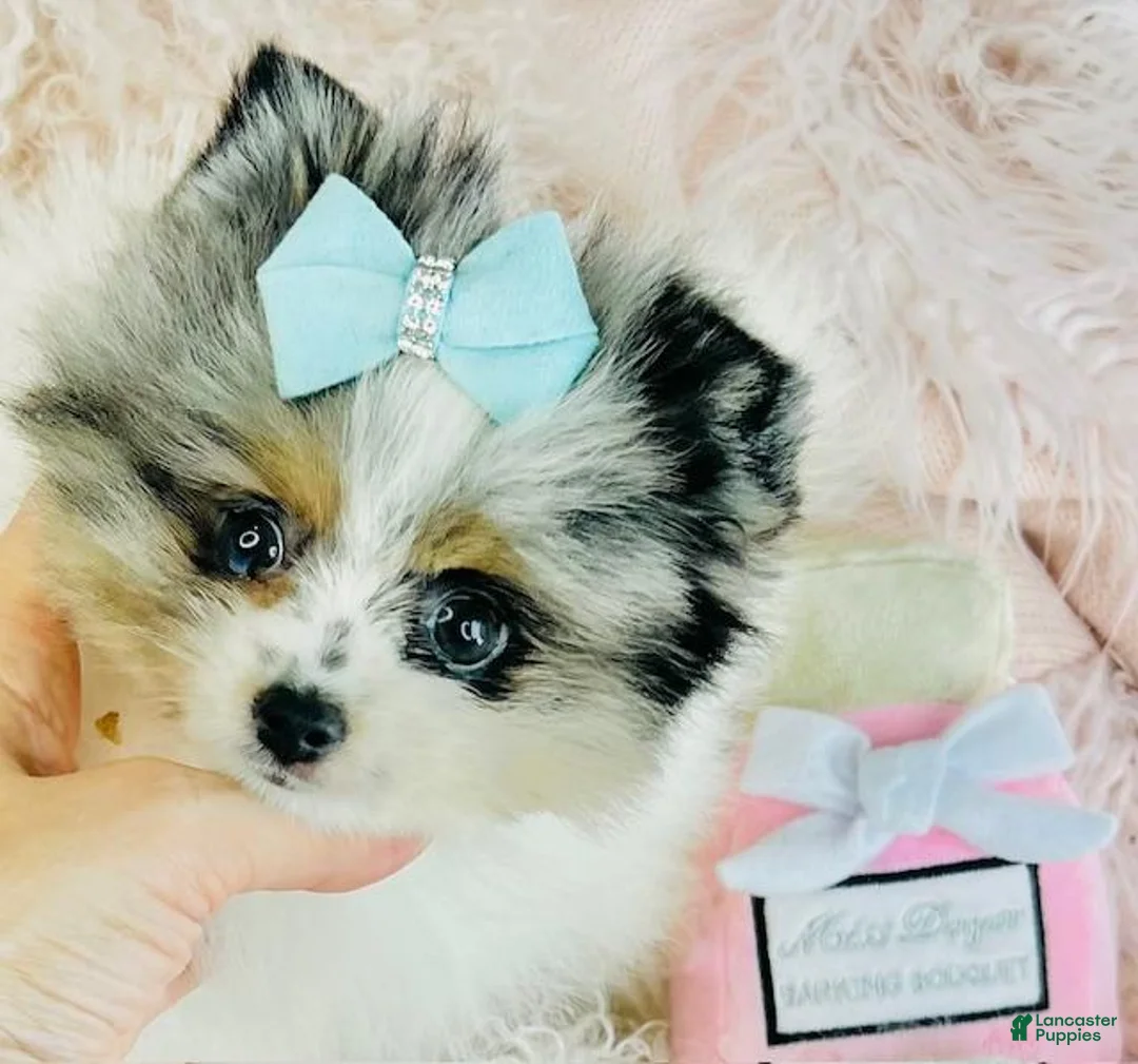 Pomeranian dogs for sale: Pomeranian Puppy 2 - Ad 1