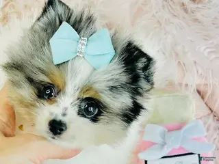 Pomeranian dogs Pomeranian Puppy 2 - Ad 13