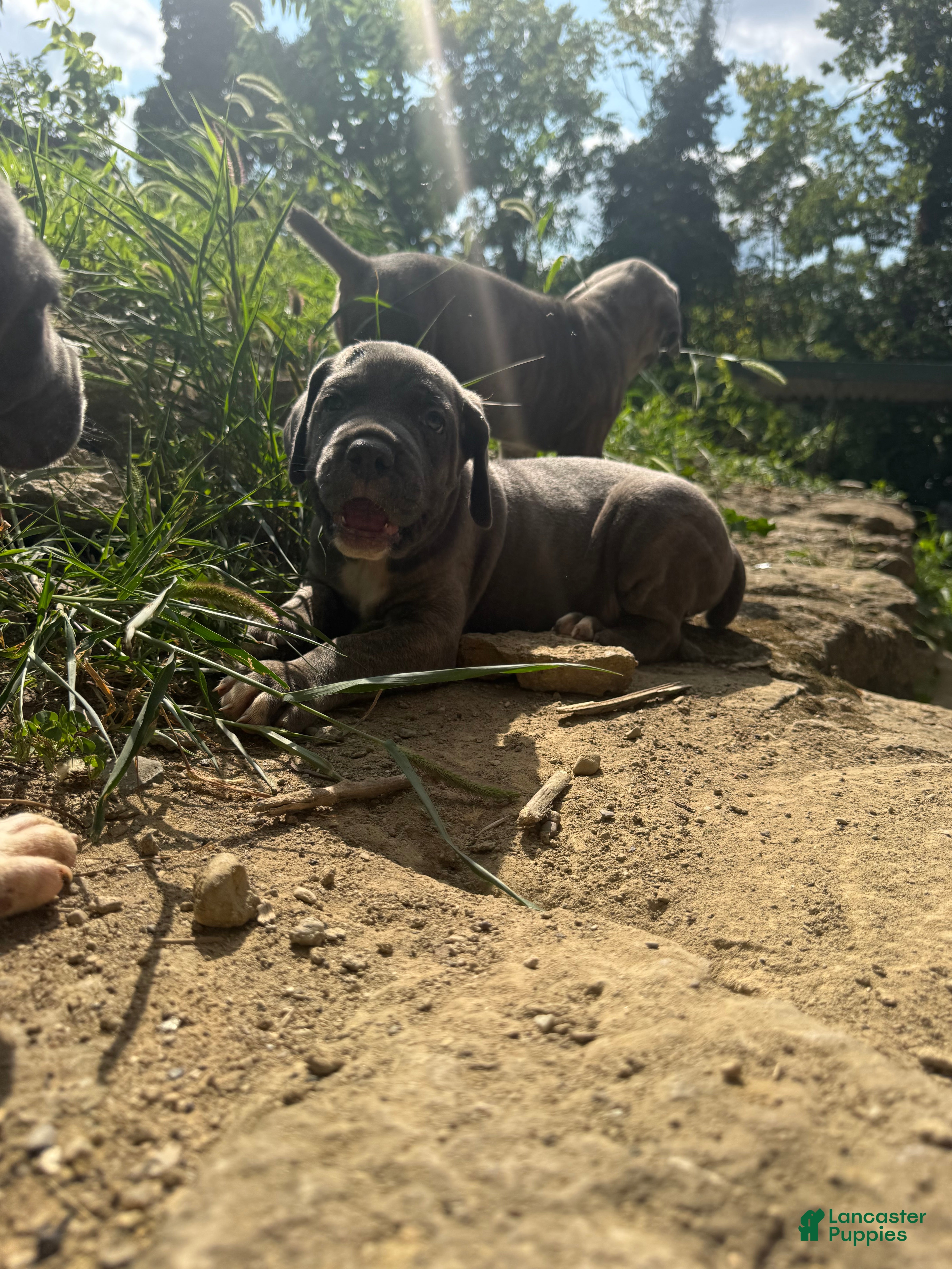 Cane Corso dogs Cane Corso 1 - Ad 27