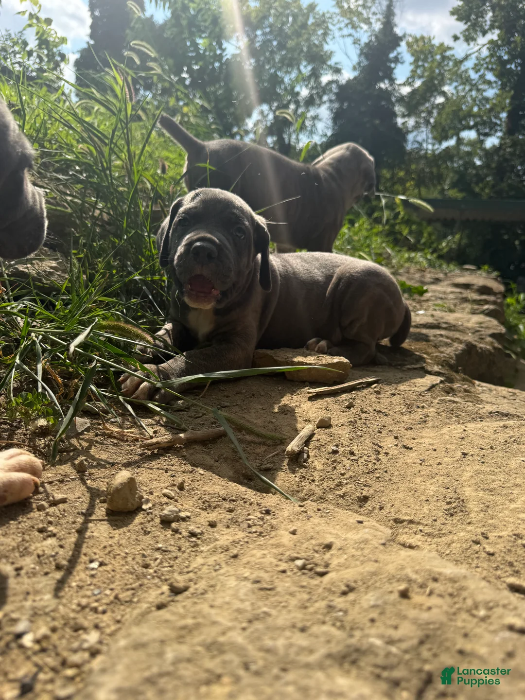 Cane Corso dogs for sale: Cane Corso 1 - Ad 1