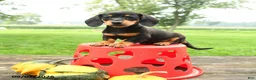 Miniature Dachshund dogs for sale: Chocolate - Ad 2