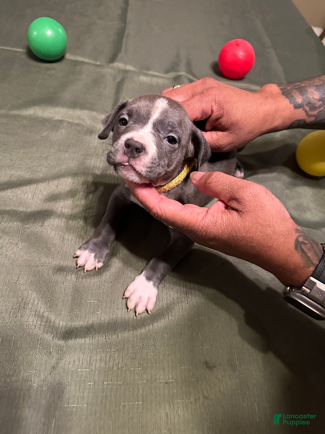 American Bully dogs for sale: Bella (Yellow) ABKC Blue - Ad 10