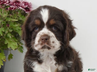 Cocker Spaniel dogs - Ad 7