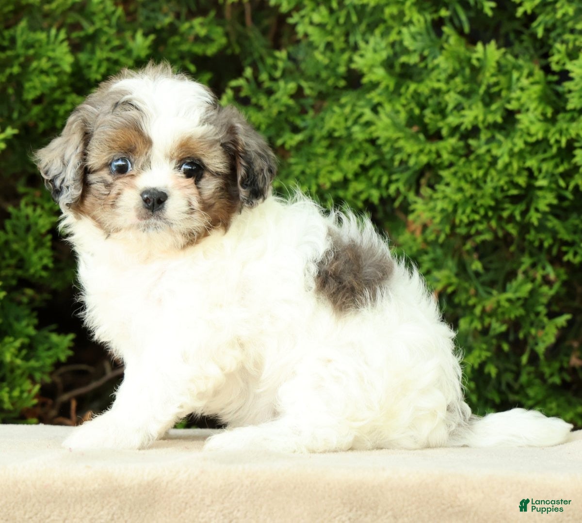 Mixed Breed dogs for sale: Poppy - Ad 9