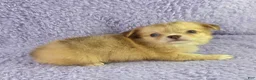 Chihuahua dogs for sale: AKC  Bianca - Ad 7