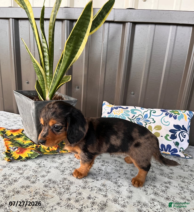 Miniature Dachshund dogs Misty - Ad 2