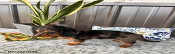 Miniature Dachshund dogs for sale: Misty - Ad 2