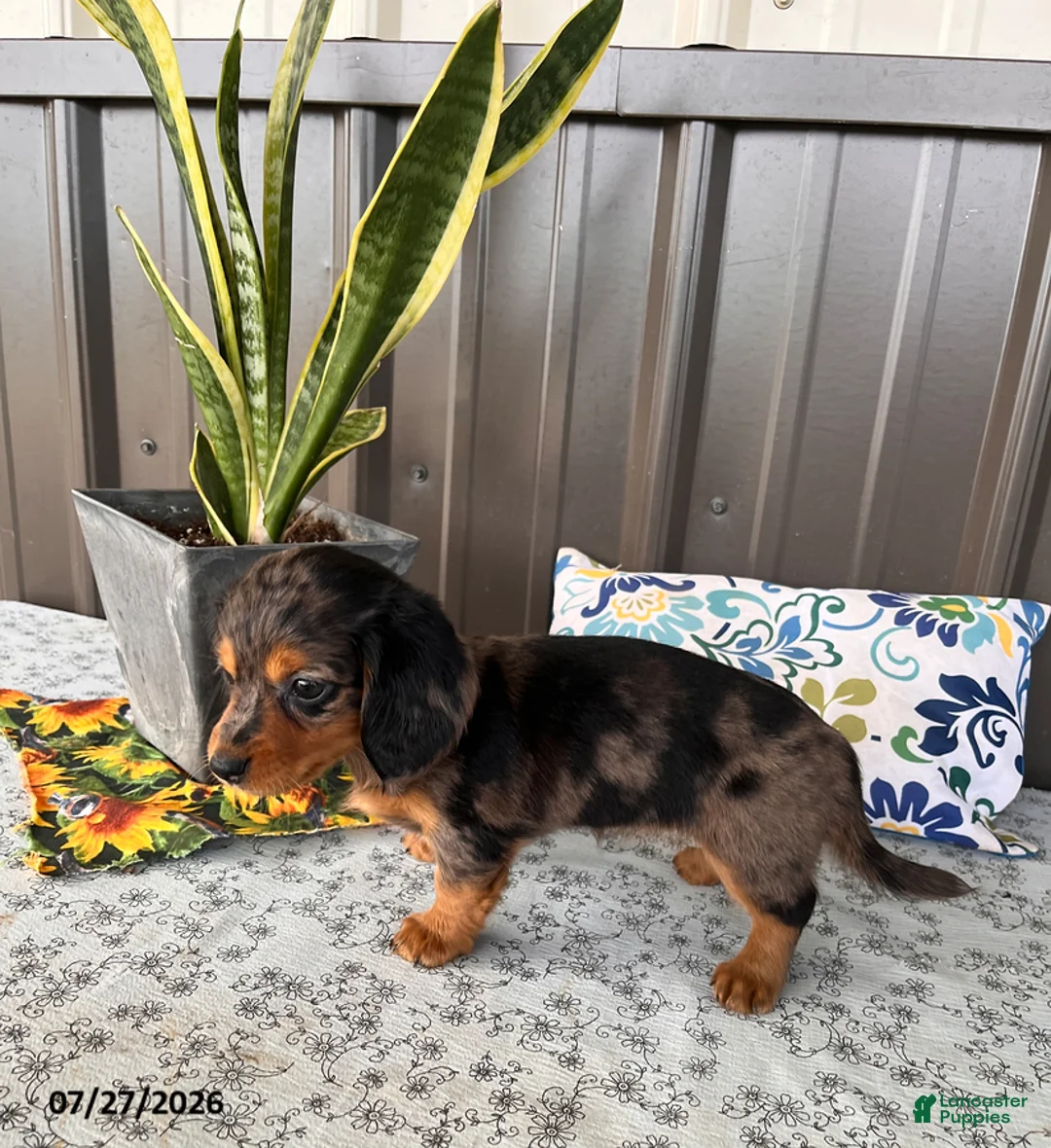 Miniature Dachshund dogs for sale: Misty - Ad 2