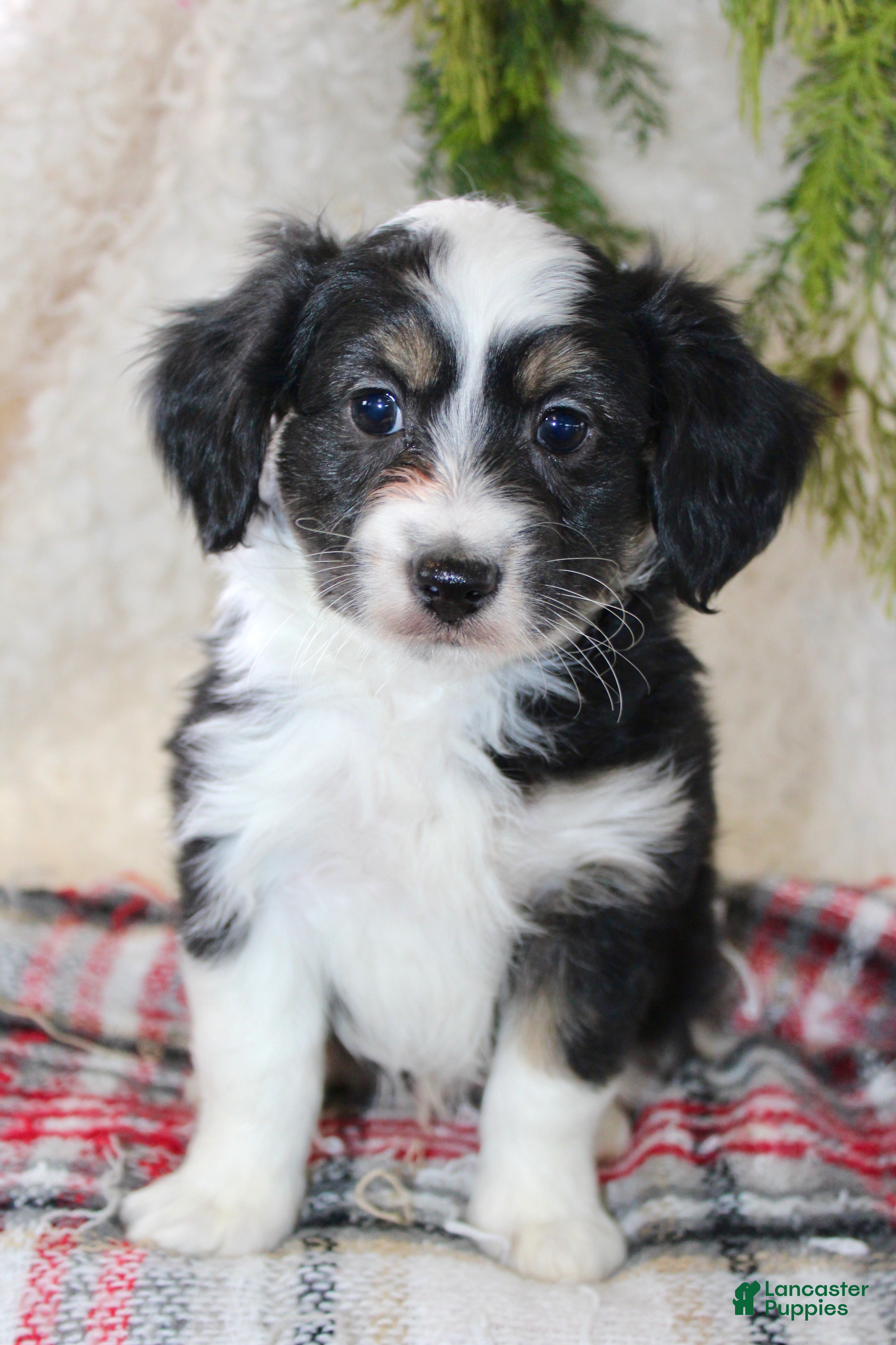 Toy Poodle dogs Toy Australian Shepherd Puppy 1 - Ad 25