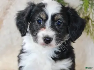 Toy Poodle dogs Toy Australian Shepherd Puppy 1 - Ad 7