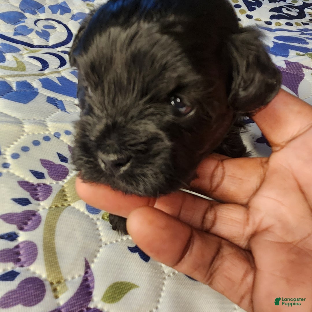 Shihpoo dogs for sale: Blue Collar Puppy 5 - Ad 9