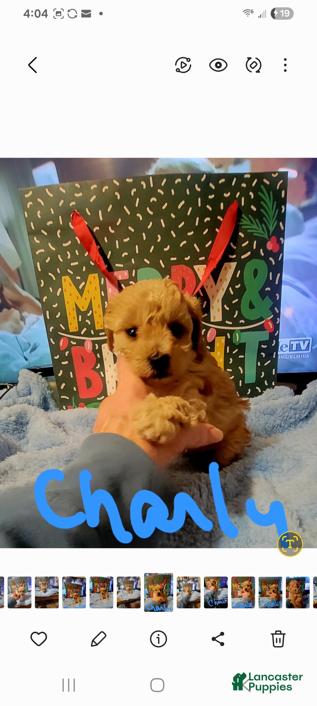 Toy Poodle dogs Charlie  - Ad 26