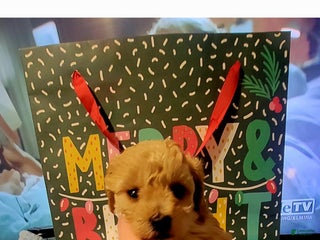 Toy Poodle dogs Charlie - Ad 4